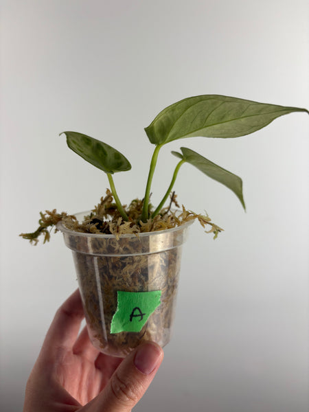 Anthurium silver chrome A