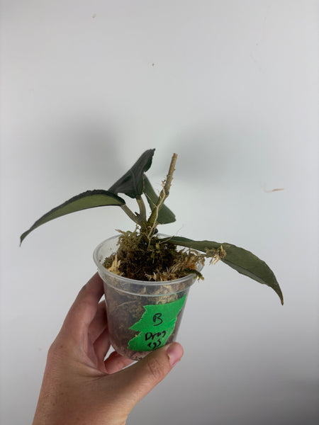 Hoya aceh dragons egg B