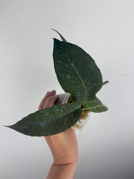 Hoya aceh dragons egg B