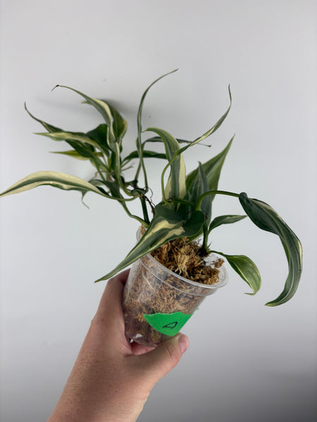 Philodendron rio