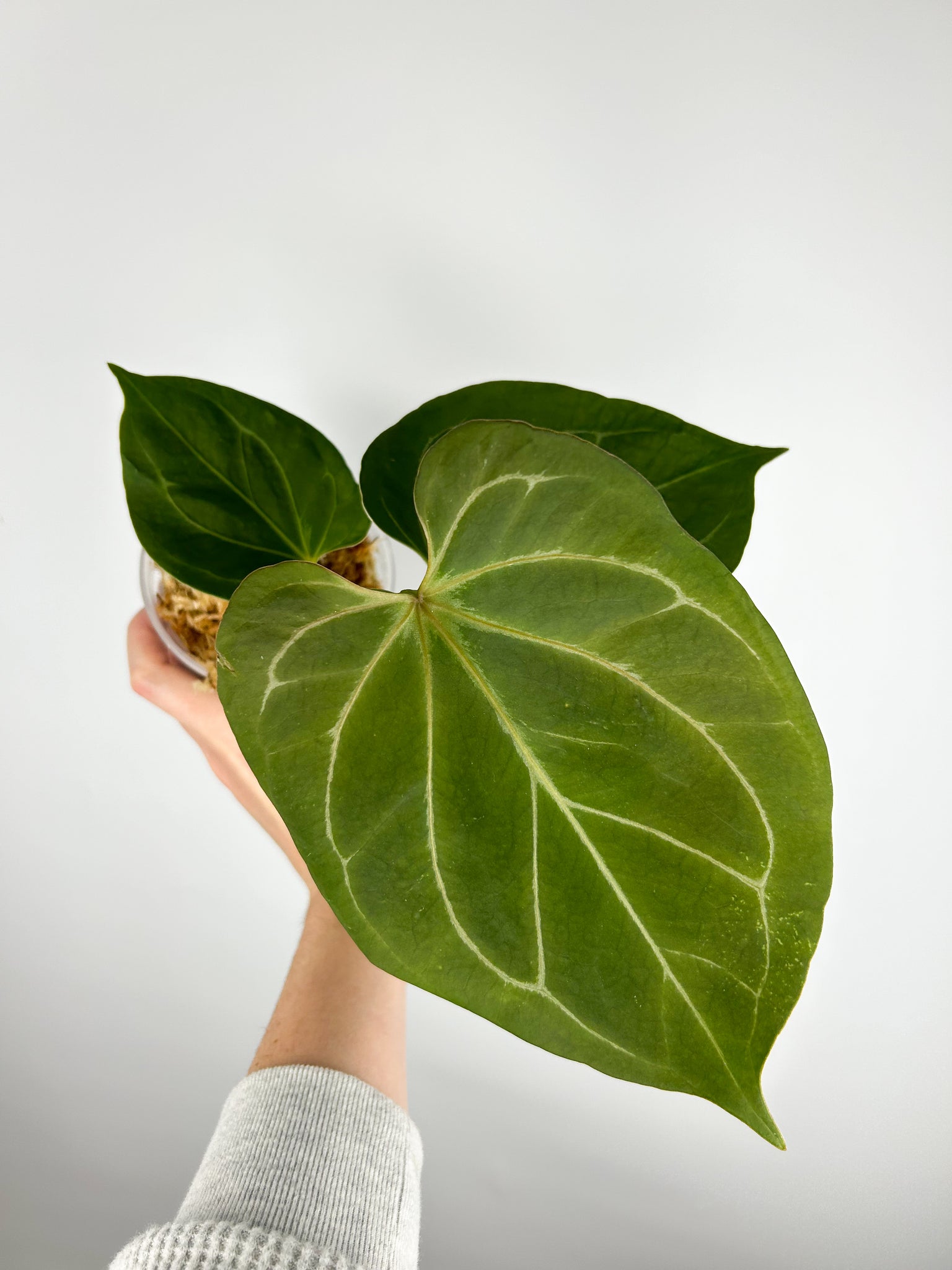 Anthurium King of spades A