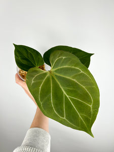 Anthurium King of spades A