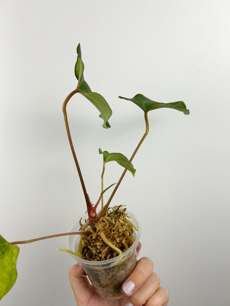 Anthurium stingray x crystallinum B