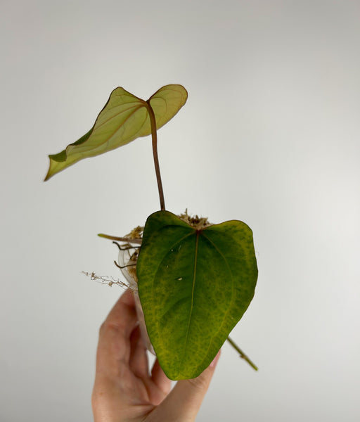 Anthurium portillae Indonesia x stingray G