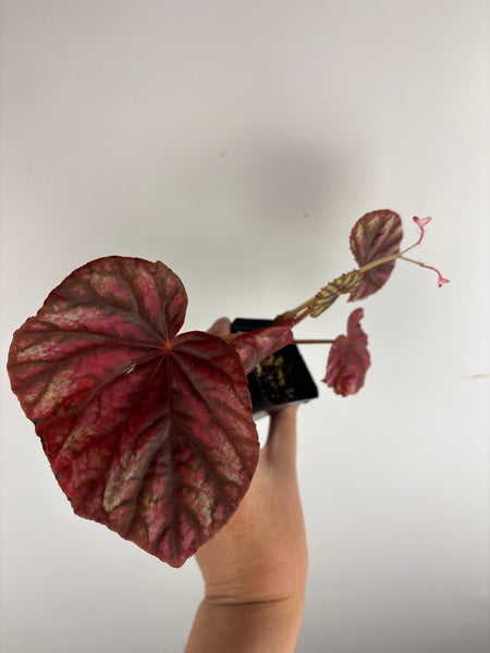 Begonia Candy Stripes