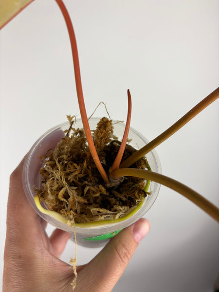 Philodendron billietiae variegated C