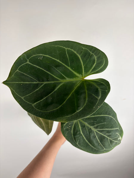 Anthurium king of spades I large