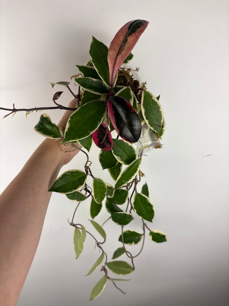 Hoya flamingo dream full plant