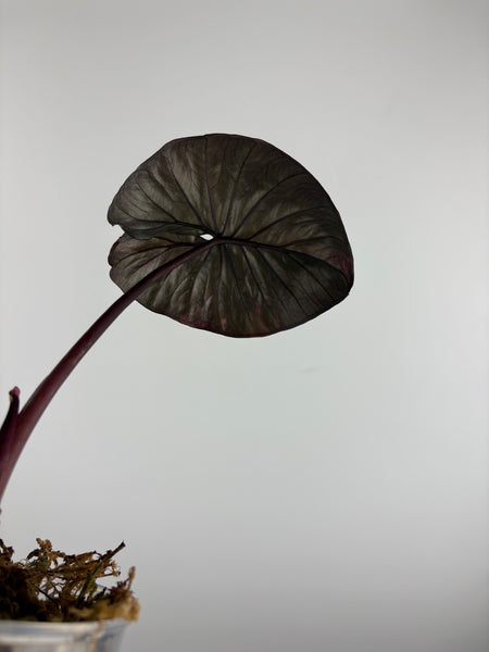 Alocasia Serendipity variegated B