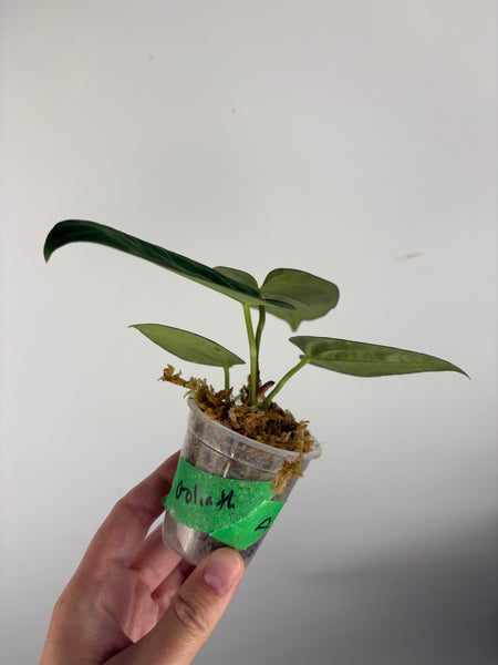 Anthurium Goliath A