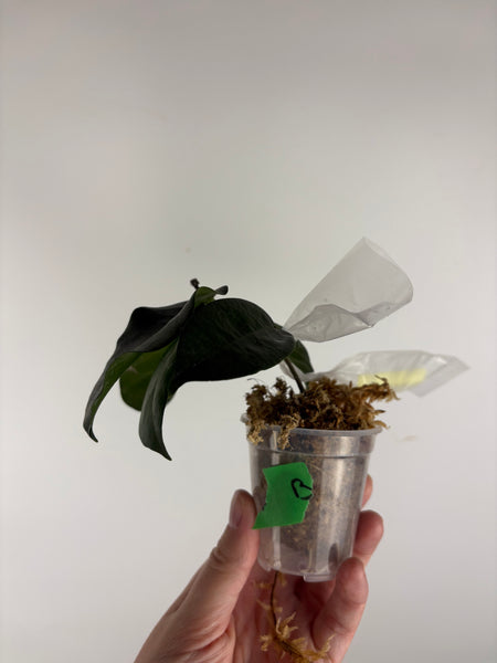 hoya Megalaster ubiyau B