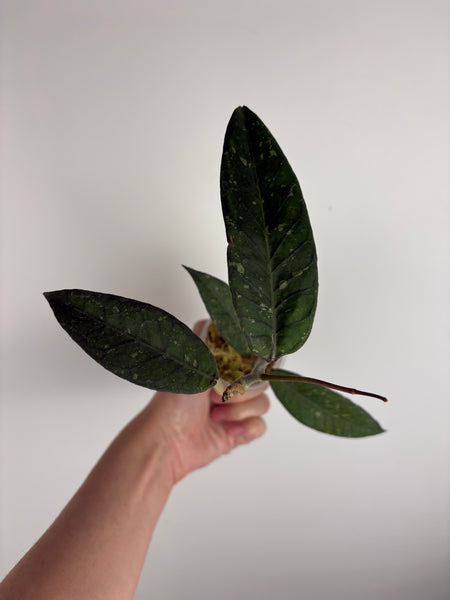 hoya sp aceh gunung genting B