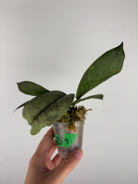 Hoya mitrata silver sp kapuas hulu 9
