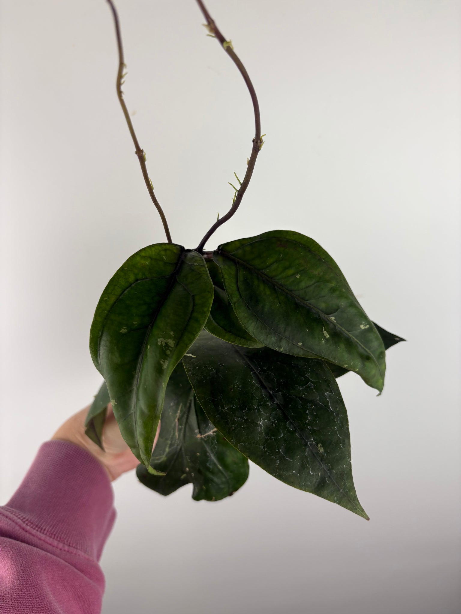 Hoya sp aceh Gomas 1