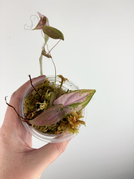 Dioscorea Filiformis ‘Gamma Ray’ - LIGHTLY ROOTED PROP