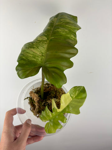 Philodendron Florida beauty x distantilobum variegated top cut lightly rooted