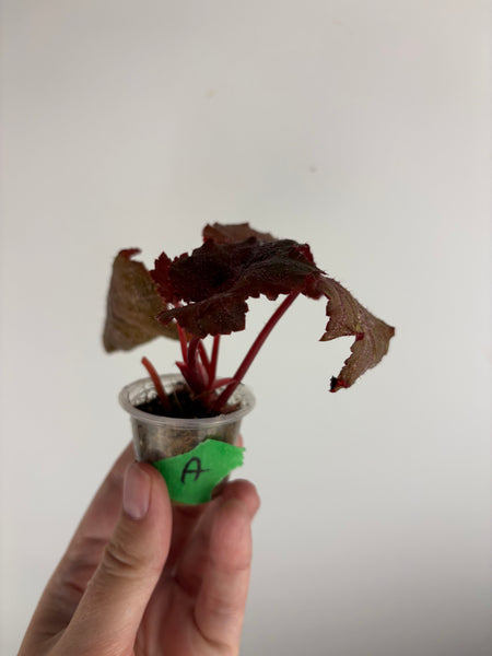 Begonia Robin A
