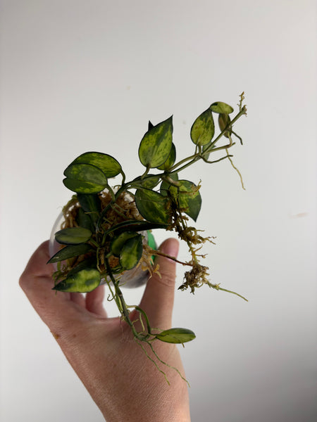 hoya lacunosa illumi C