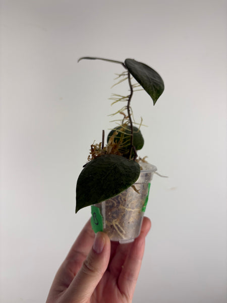 hoya verticillata pemalang galaxy B