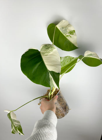 Monstera albo I