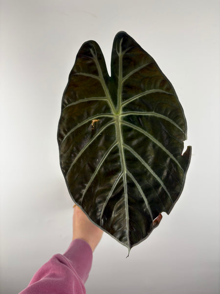 alocasia suhirmaniana 1