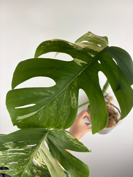 Monstera albo 7