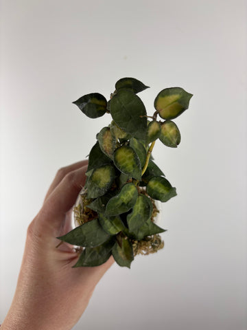 Hoya lacunosa golden flame as is