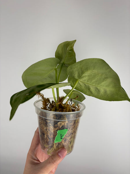 Anthurium Silver blush mutation K