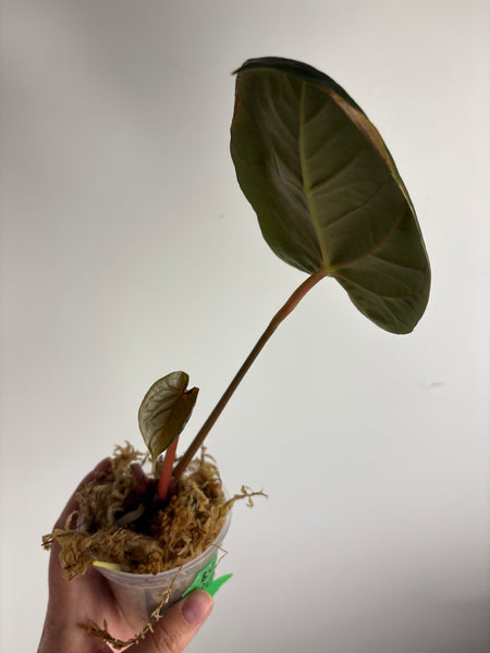 Anthurium Bvit x rvdp B2