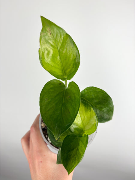 Pothos 'Epipremnum aureum' Lemon Top 4 inch