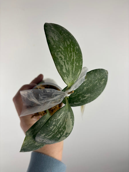 Hoya YH_01 collina x anulata
