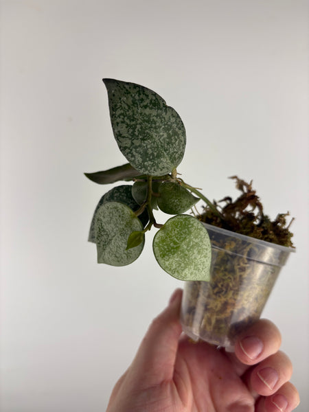 Hoya Lacunosa gayung A