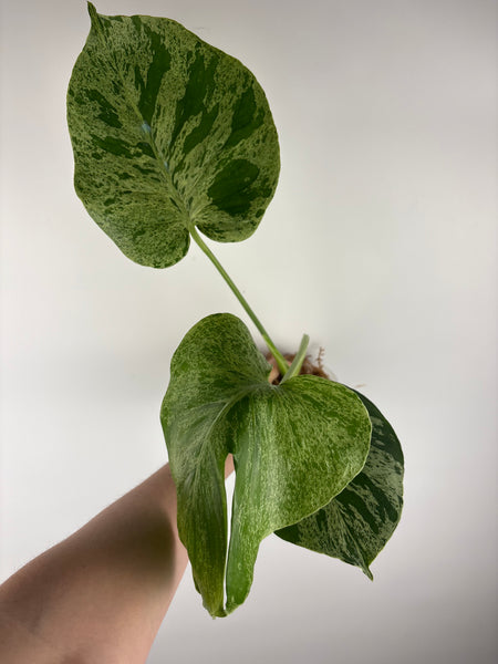 Monstera vietciosa (Thailand) F