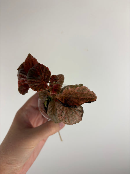 begonia cucullata pink variegated A