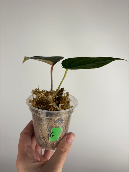 Anthurium red spider x luxurians G