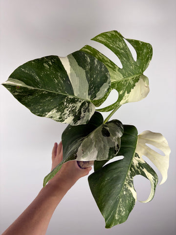 Monstera albo 10