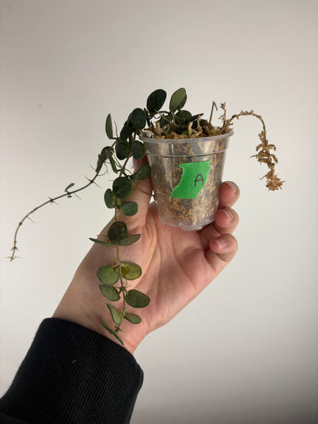 Hoya Serpens A