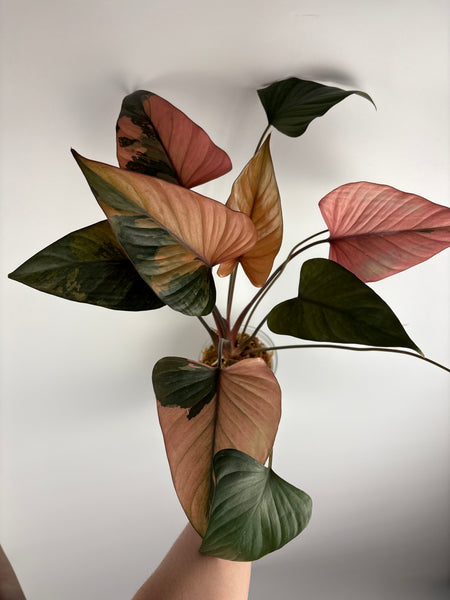 homalomena pink diamond (Thailand) D