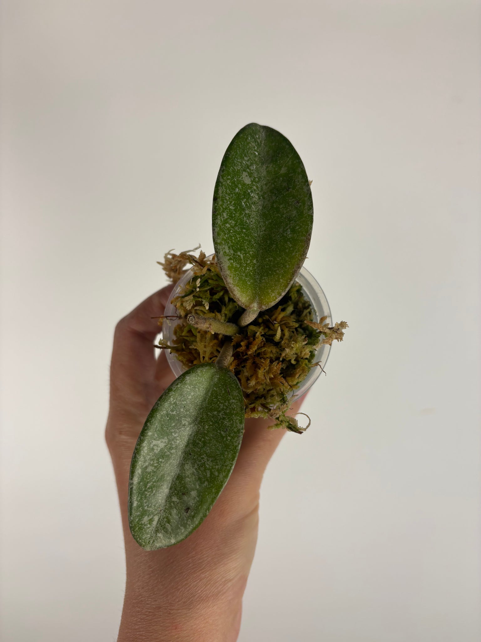 Hoya nova ghost 2