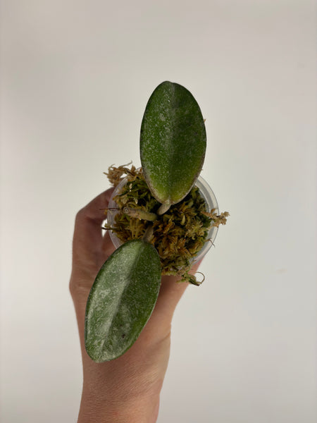Hoya nova ghost 2