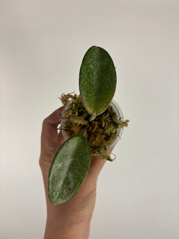Hoya nova ghost 2
