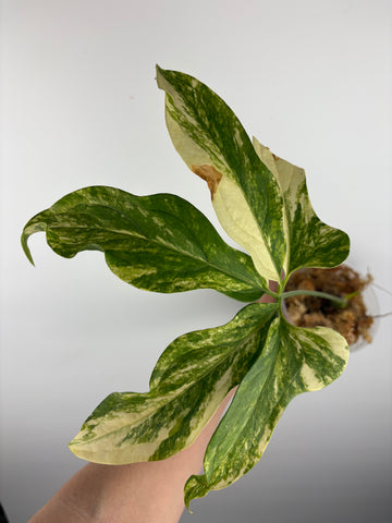 Anthurium clavigerum variegated