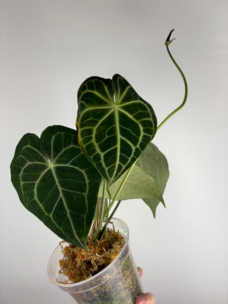 Anthurium clarinervium x  papillilaminum C