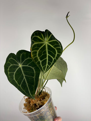 Anthurium clarinervium x  papillilaminum C