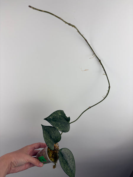 Hoya Latifolia 'rimba perak' A