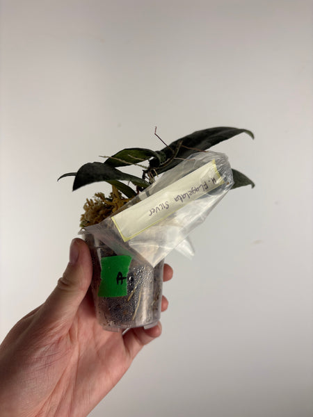 hoya flagellata silver A