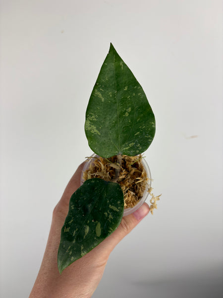 hoya glabra sf004 A