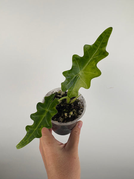 alocasia portei variegated