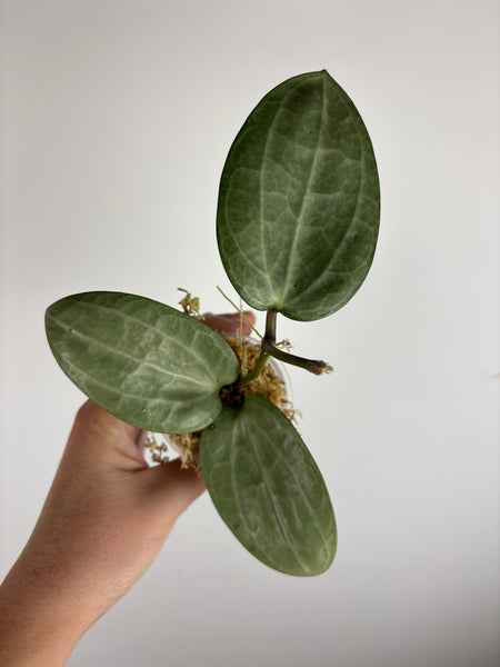 Hoya Latifolia silver C