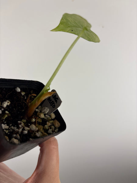 alocasia gageana albo